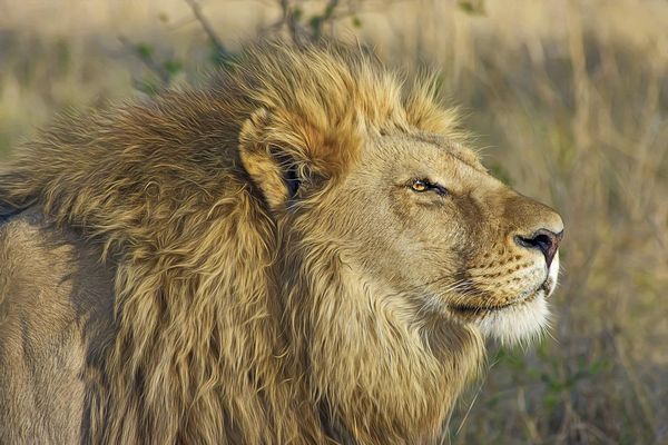 Lion at wildlife safari tour in india