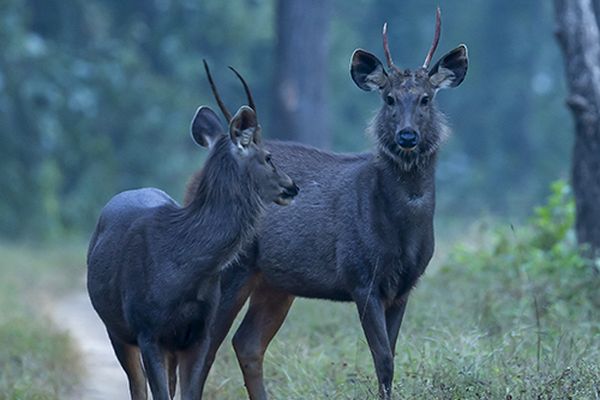 deer walking in tiger safari india