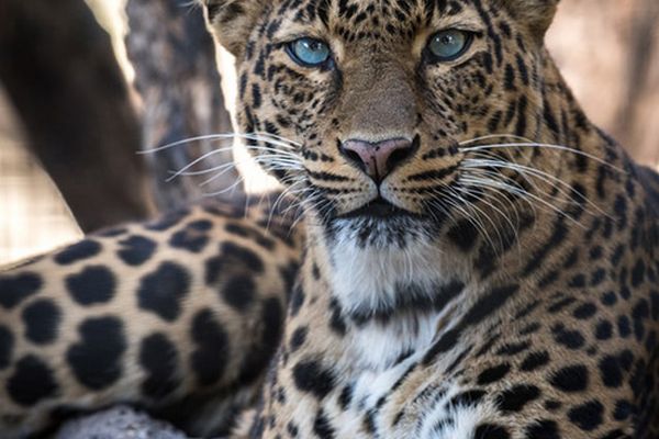 leopard spotted during tiger safari tour in india