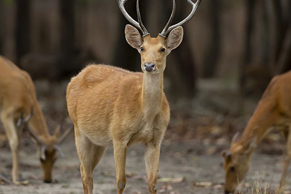 deer grazing in wildlife safari tour in india