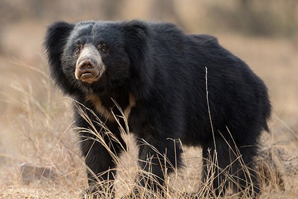 sloth bear in tiger safari tour in india