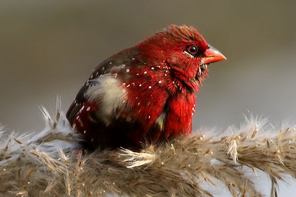 bird watching in india