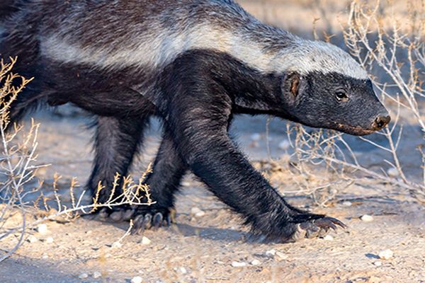 fauna spotted during wildlife safari tour in india