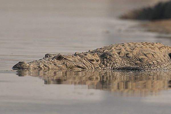 reptile spotted in tiger safari tour in india