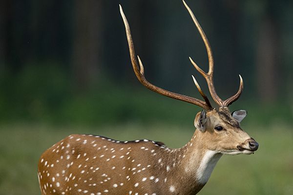 beautiful fauna at wildlife safari tour in india