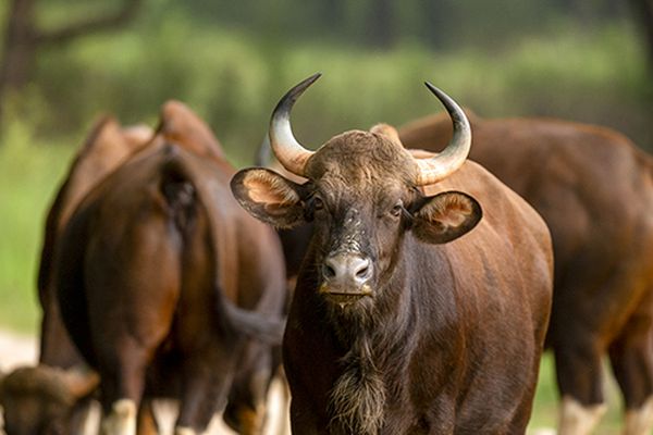 wild buffalo at tiger safari tour in india