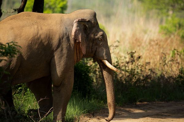 elephant wandering during tiger safari tour in india