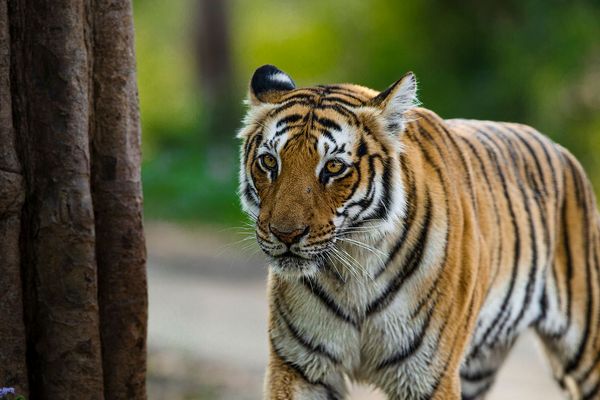 tiger running in indian national park