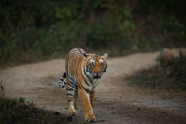tiger spotted during tiger safari tour in india