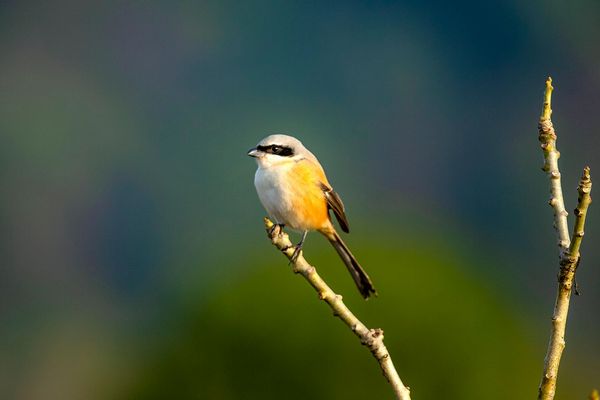 bird watching in india