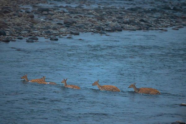 deer running in tiger safari tour in india