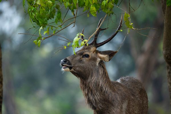 deer spotted at tiger safari tour in india