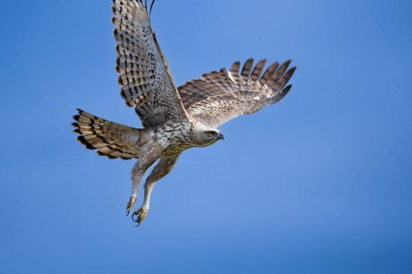 bird watching in india