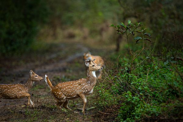deer running in tiger safari tour in india