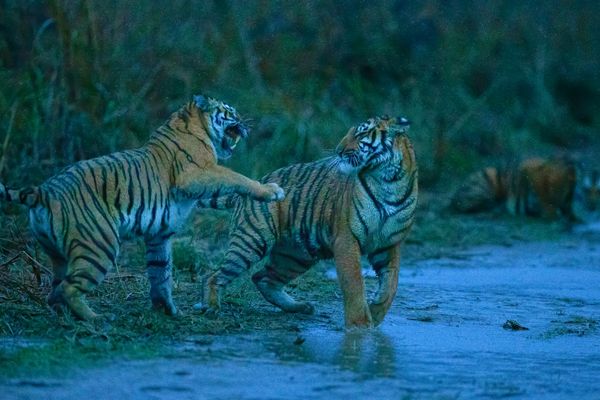 beauty of the beast at tiger safari tour in india