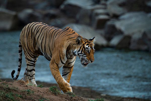 magnificent tiger at tiger safari tour in india