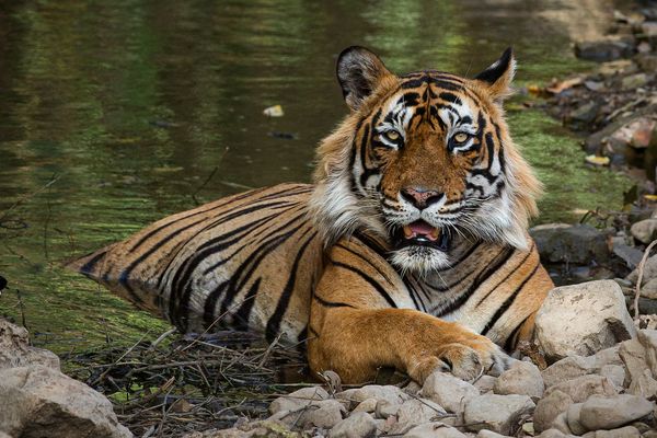 magnificent tiger at tiger safari tour in india