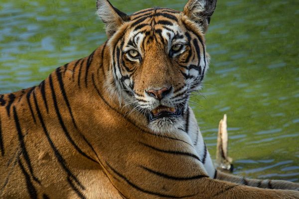 magnificent tiger at tiger safari tour in india