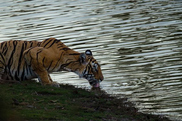 tiger beauty spotted at tiger safari tour in india