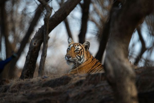 tiger running at tiger safari tour in india