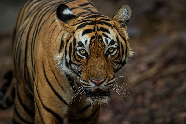 tiger walking in indian national parks
