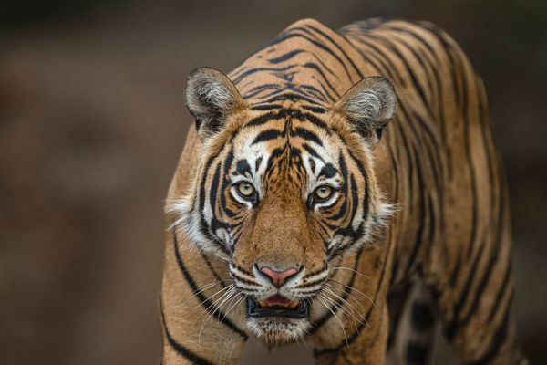 beauty of the beast at tiger safari tour in india