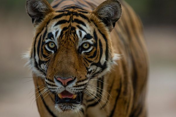 beauty of the beast at tiger safari tour in india