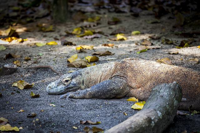 bengal lizard spotted while wildlife safari tour in india