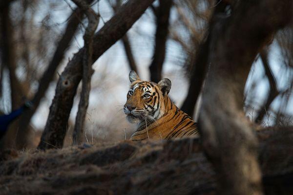 tiger safari tour in india
