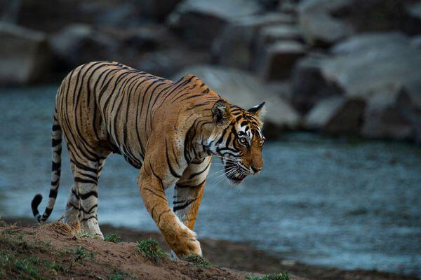 tiger near river spotted during tiger safari tour in india