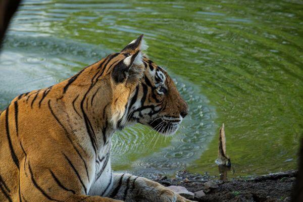 tiger neat water pool in tiger safari tour in india