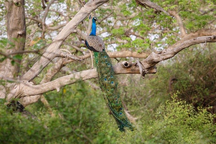 the bagh bharatpur