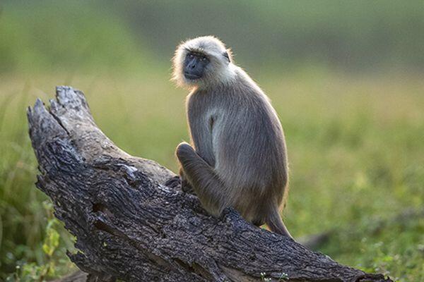 langoor spotted on tiger safari tour in india