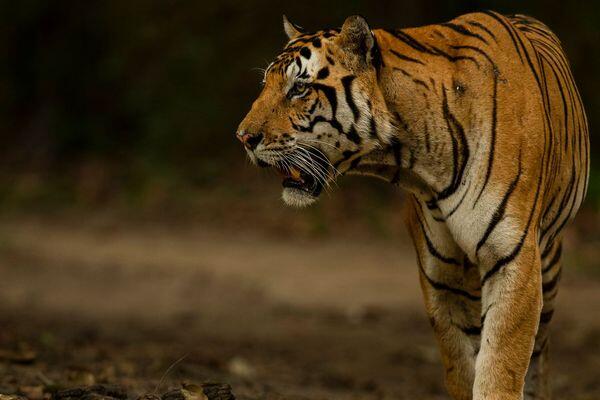 tiger spotted while tiger safari tour in india