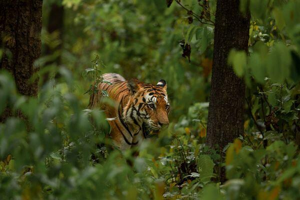 tiger found at bandhavgarh tiger safari tour in india