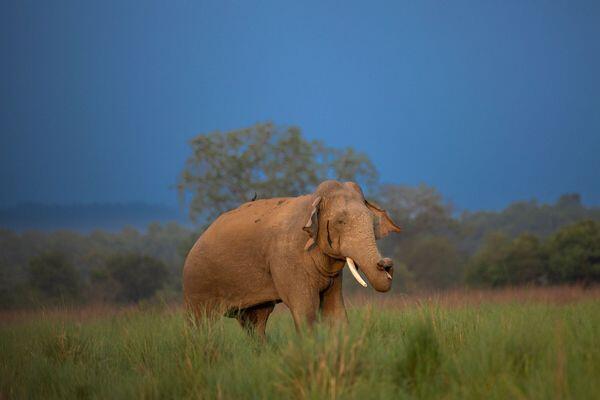 elephant seeing while wildlife safari tour in india