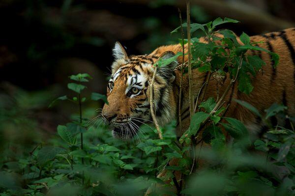 tiger safari tour in india