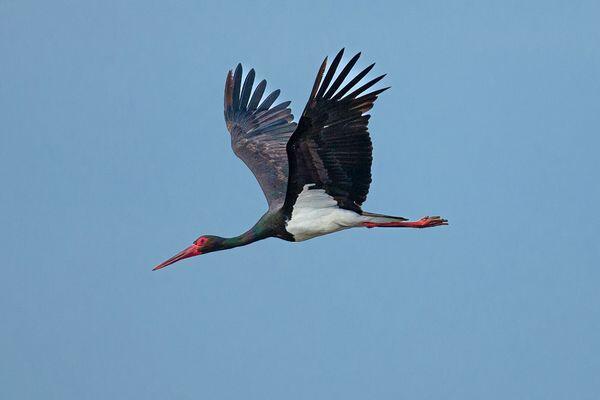 bird seeing during wildlife safari tour