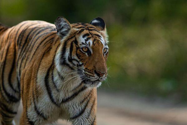 tiger spotted at tiger safari tour in india