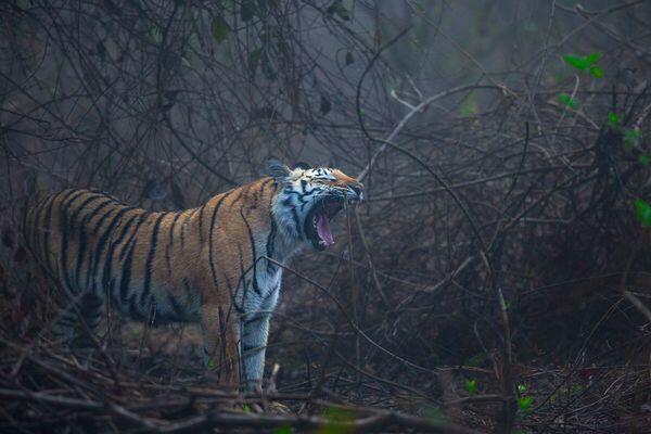 tiger spotted during tiger safari in India
