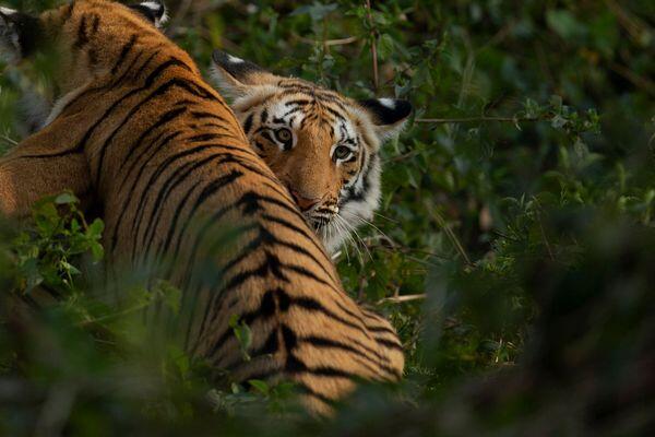 tiger family spotted at national park in india