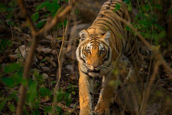 tiger spotted at tiger safari tour in india