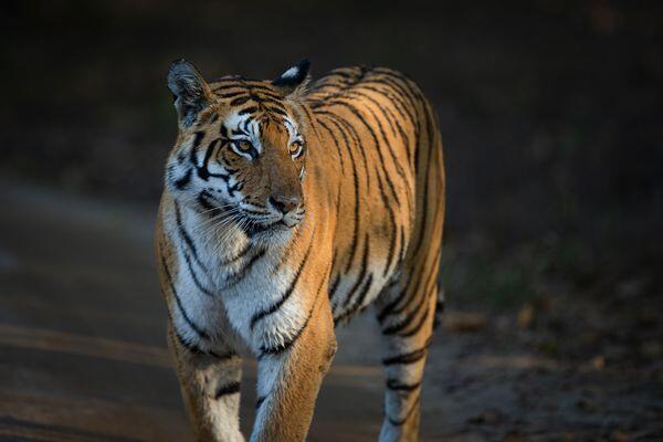 tiger walks in national parks of india